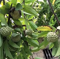 Garden plant seed for sale  Delivered anywhere in USA 