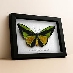 Rare birdwing butterflies for sale  Delivered anywhere in USA 