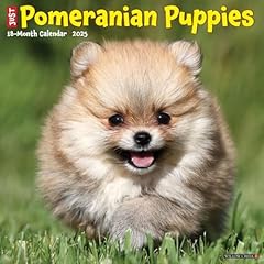 Pomeranian puppies 2025 for sale  Delivered anywhere in UK