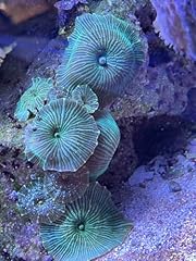 Live saltwater coral for sale  Delivered anywhere in USA 