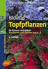 Topfpflanzen zimmer balkon gebraucht kaufen  Wird an jeden Ort in Deutschland