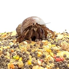 Live pet hermit for sale  Delivered anywhere in USA 