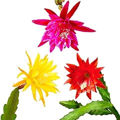 Easy grow epiphyllum for sale  Delivered anywhere in USA 