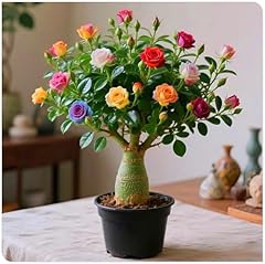 Wüstenrose außenbereich wint gebraucht kaufen  Wird an jeden Ort in Deutschland