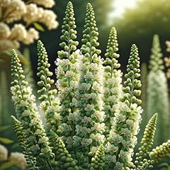 Seedsup seeds reseda for sale  Delivered anywhere in USA 