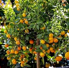 Orange seeds calamansi for sale  Delivered anywhere in USA 