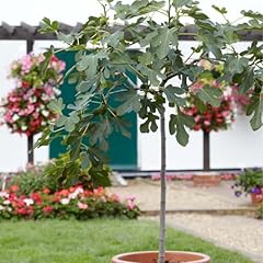 Ficus carica figuier d'occasion  Livré partout en Belgiqu