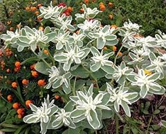 Seeds snow mountain for sale  Delivered anywhere in USA 