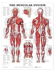 Muscular system giant for sale  Delivered anywhere in USA 