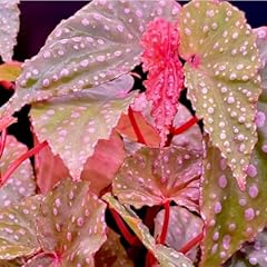 Begonia maculata plant for sale  Delivered anywhere in USA 