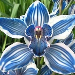 Cymbidium enjoyable perennial for sale  Delivered anywhere in USA 