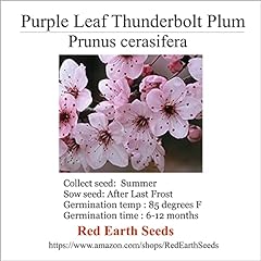 Purple leaf thunderbolt for sale  Delivered anywhere in USA 