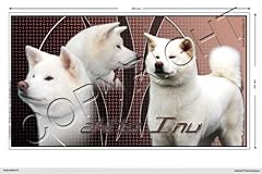 Akita inu adesivo usato  Spedito ovunque in Italia 