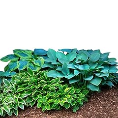 Easy grow hosta for sale  Delivered anywhere in USA 