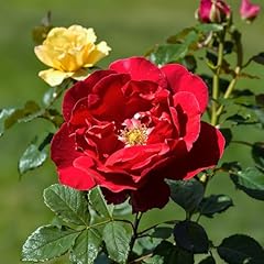 Miscela rose rampicanti usato Miscela rose rampicanti usato  Spedito ovunque in Italia