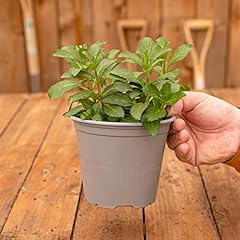 Peppermint bush cooking for sale  Delivered anywhere in UK
