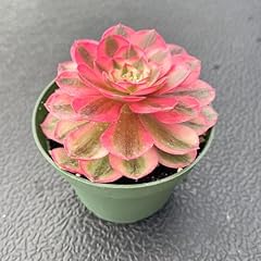 Fleshy flora live for sale  Delivered anywhere in USA 