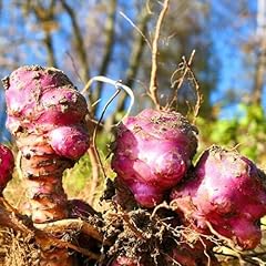 Roots jerusalem artichoke for sale  Delivered anywhere in Ireland