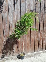Stück granatapfelbaum mollar gebraucht kaufen  Wird an jeden Ort in Deutschland