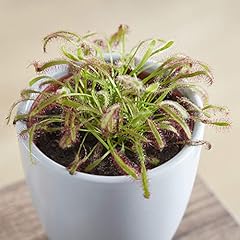 Sundew drosera capensis usato  Spedito ovunque in Italia 