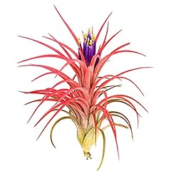 Large air plants for sale  Delivered anywhere in USA 