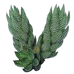 Haworthia african pearls for sale  Delivered anywhere in USA 