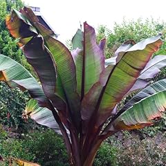 Ensete ethiopian black for sale  Delivered anywhere in Ireland