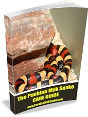 Pueblan milk snake for sale  Delivered anywhere in UK