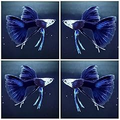 Tropical half black for sale  Delivered anywhere in USA 