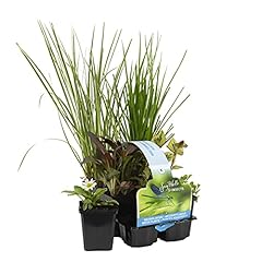 Bloomique set piante usato  Spedito ovunque in Italia 