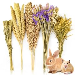 Sukh natural hamster for sale  Delivered anywhere in USA 