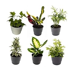 Indoor house plants for sale  Delivered anywhere in UK