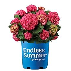 Gallon endless summer for sale  Delivered anywhere in USA 