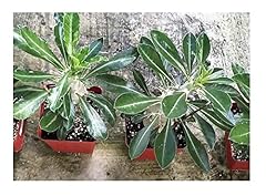 Pcs pachypodium saundersii for sale  Delivered anywhere in UK