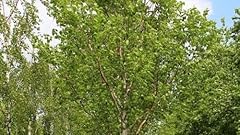 Birke betula cinesi gebraucht kaufen  Wird an jeden Ort in Deutschland