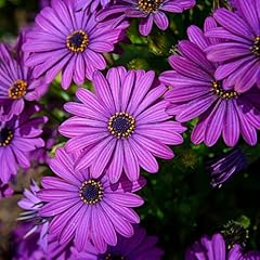 Osteospermum plants live for sale  Delivered anywhere in USA 