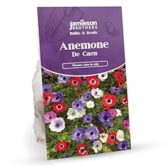 Jamieson brothers anemone for sale  Delivered anywhere in UK