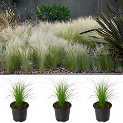 Pony tails grass for sale  Delivered anywhere in UK