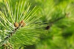 10st kiefer pinus gebraucht kaufen  Wird an jeden Ort in Deutschland