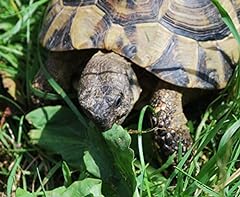 Russian tortoise forage for sale  Delivered anywhere in USA 