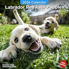 Labrador retriever puppies for sale  Delivered anywhere in UK