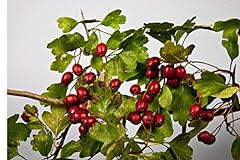 Hawthorn hedging plants for sale  Delivered anywhere in UK