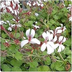 Scented pelargonium nutmeg for sale  Delivered anywhere in Ireland