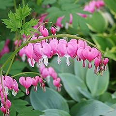 Pink bleeding hearts for sale  Delivered anywhere in USA 