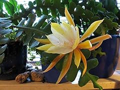 Epiphyllum angulier zig d'occasion  Livré partout en France