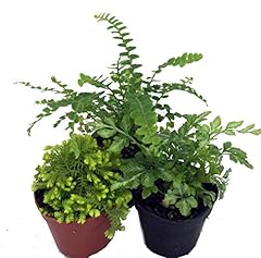 Mini ferns terrariums for sale  Delivered anywhere in USA 