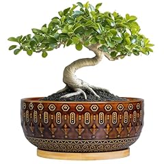 Fivepot bonsai pots for sale  Delivered anywhere in USA 
