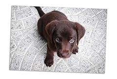 Chocolate lab brown for sale  Delivered anywhere in USA 