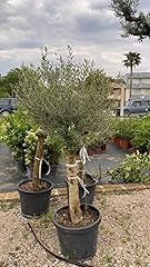 Olea europea pianta usato  Spedito ovunque in Italia 