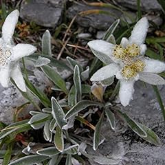 Edelweiss alpes leontopodium d'occasion  Livré partout en France
